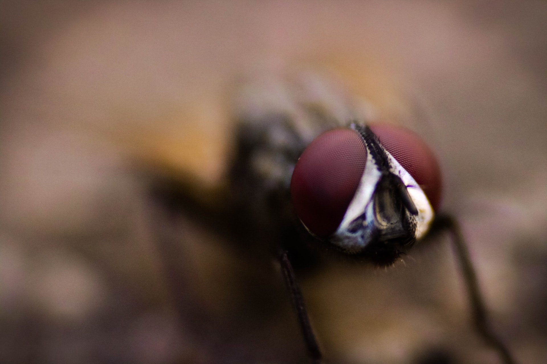 Flies