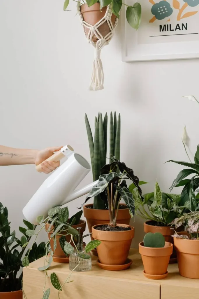 watering plants