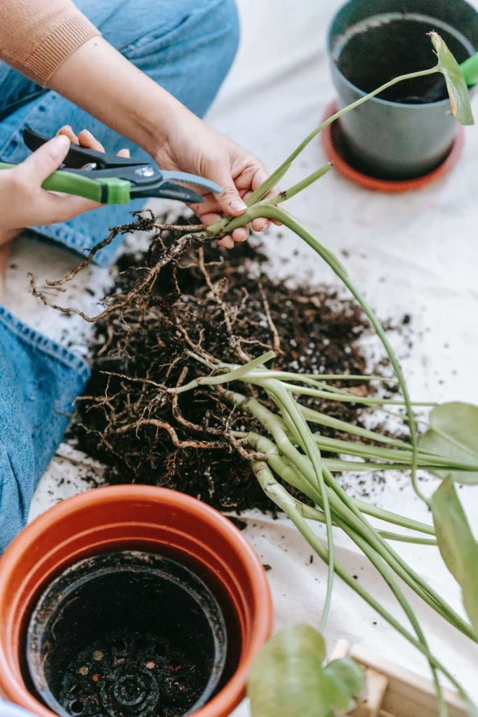 plant pruning