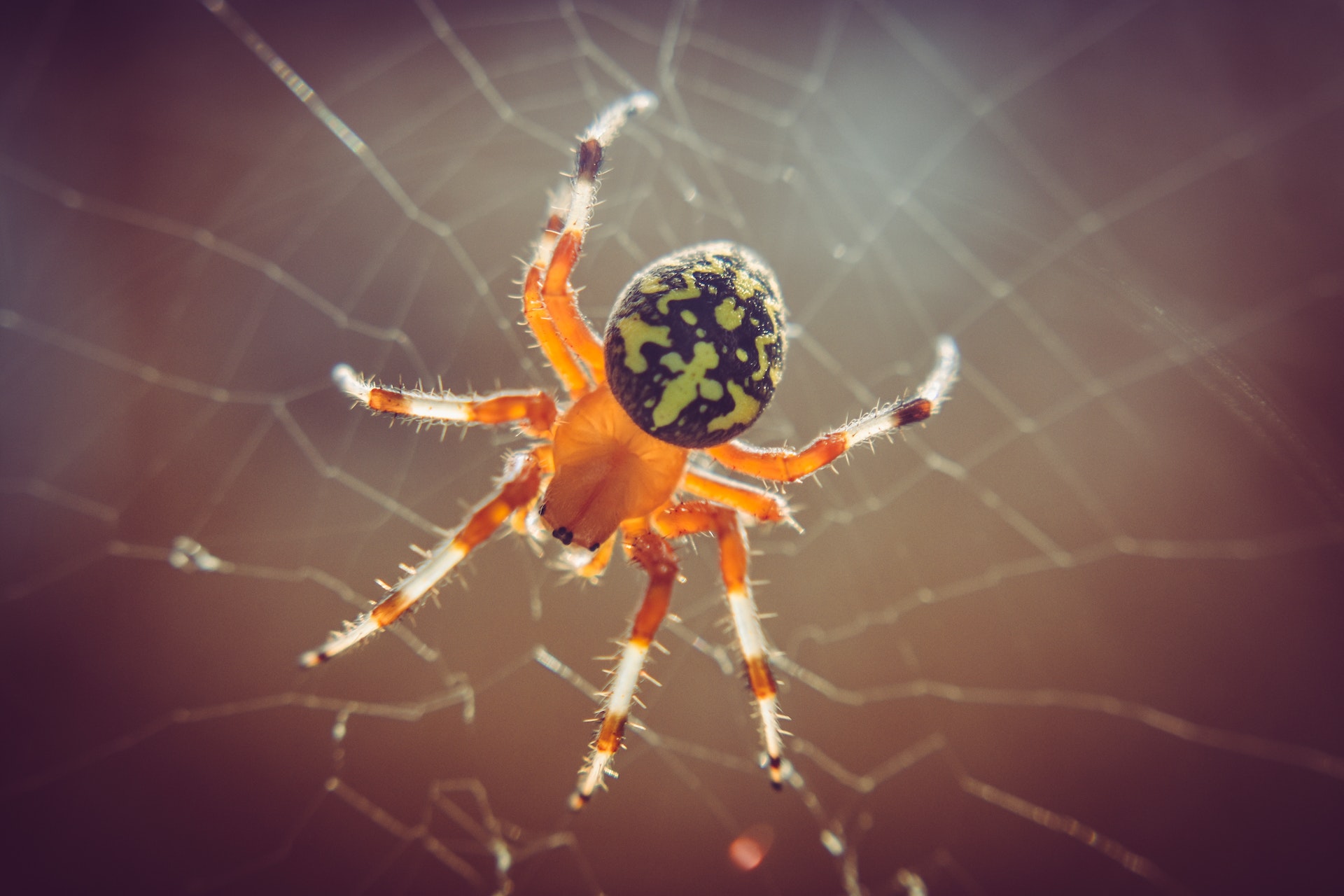 spiders