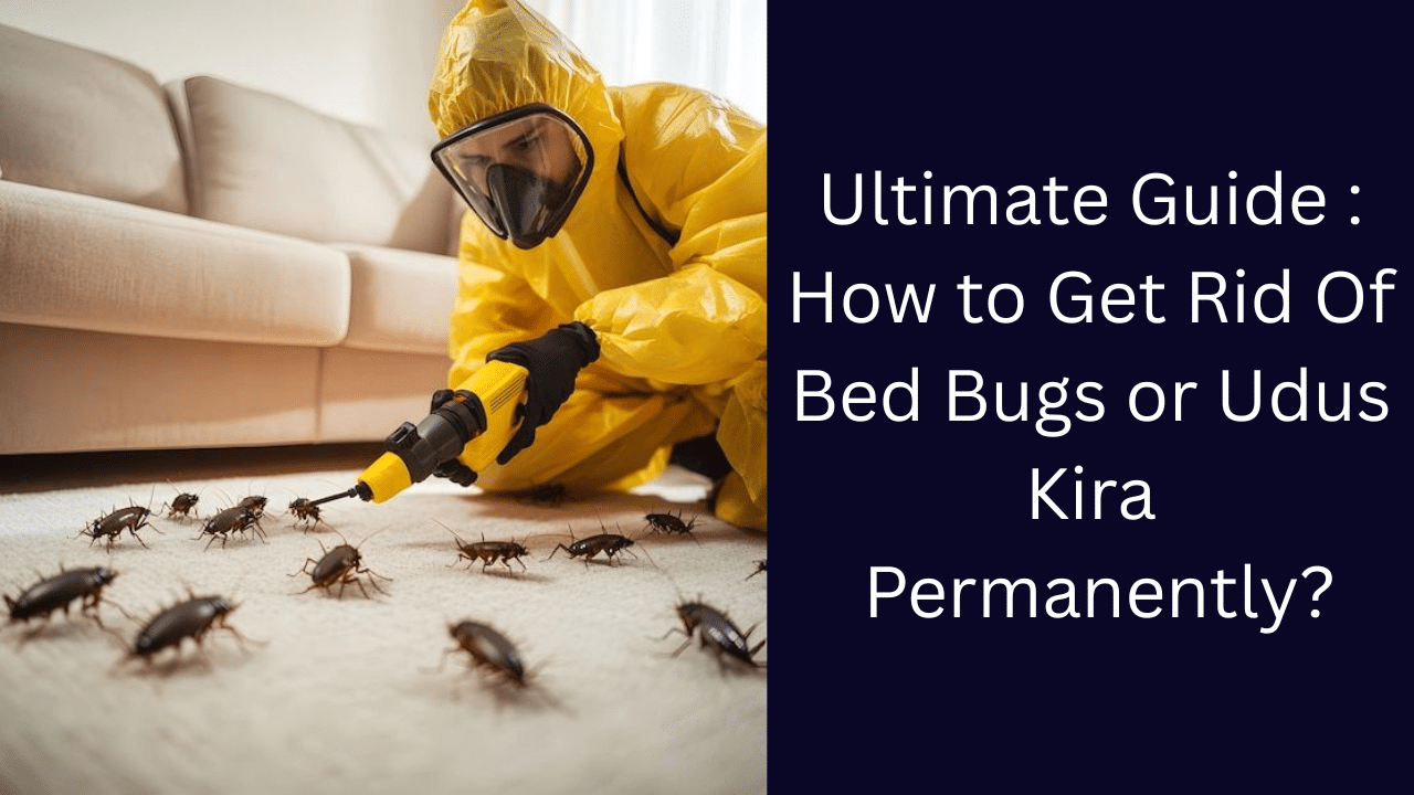 bed bugs or udus kira treatment and prevention guide